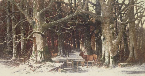 Deer in the Forest